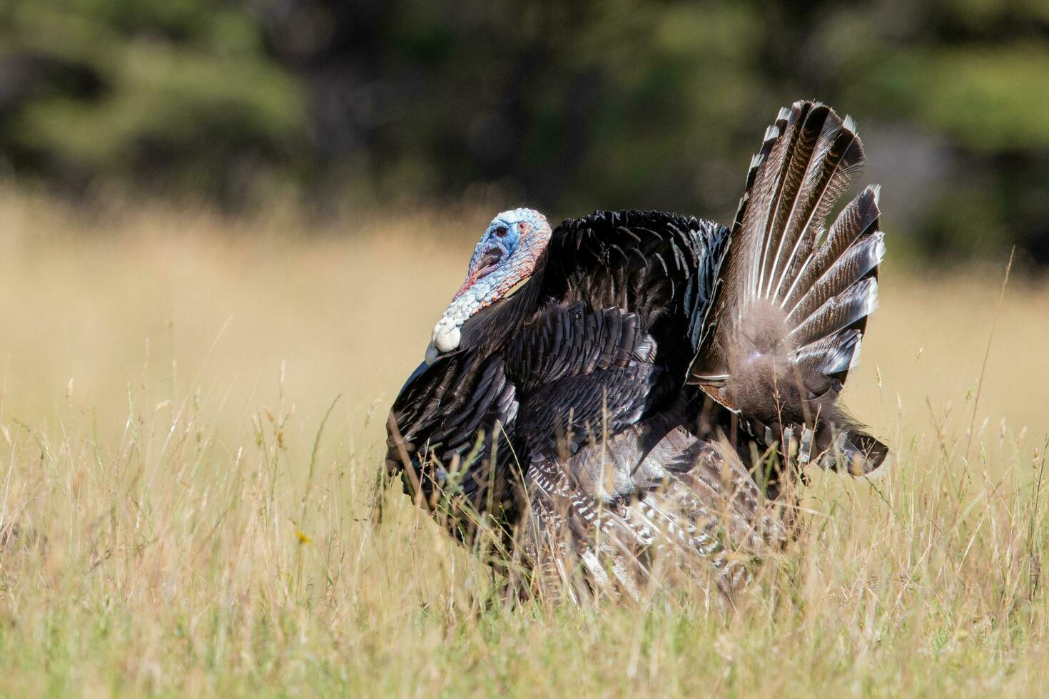 Wild Turkey Bird photo