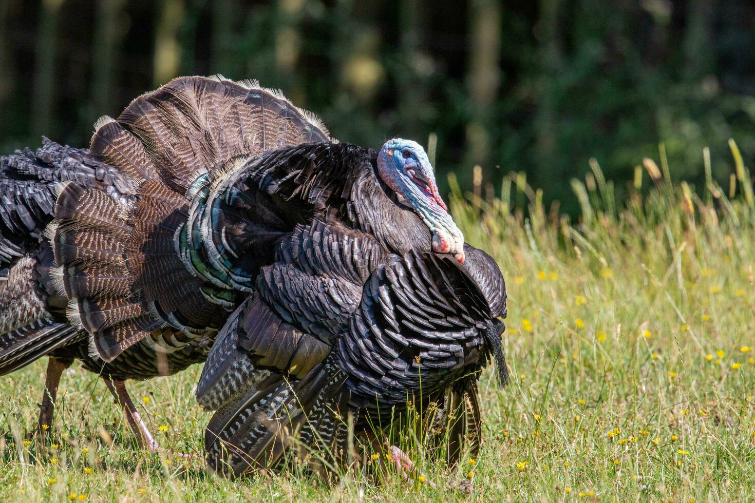 Wild Turkey Bird photo