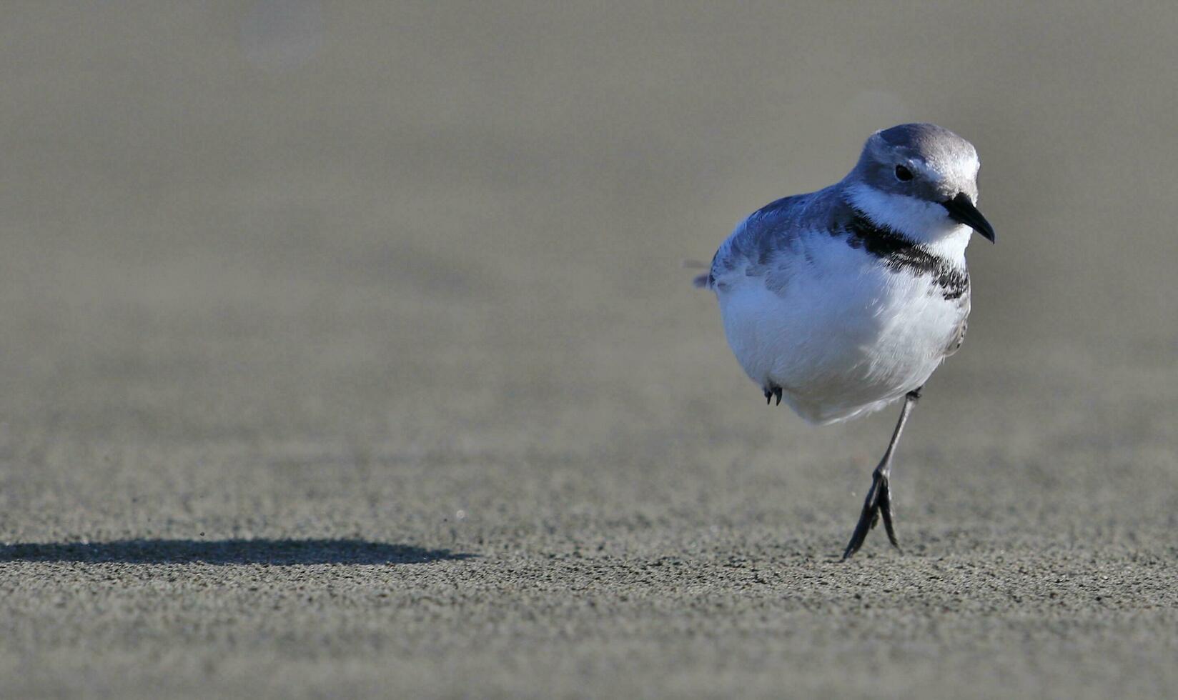 Wrybill Endemic to New Zealand photo