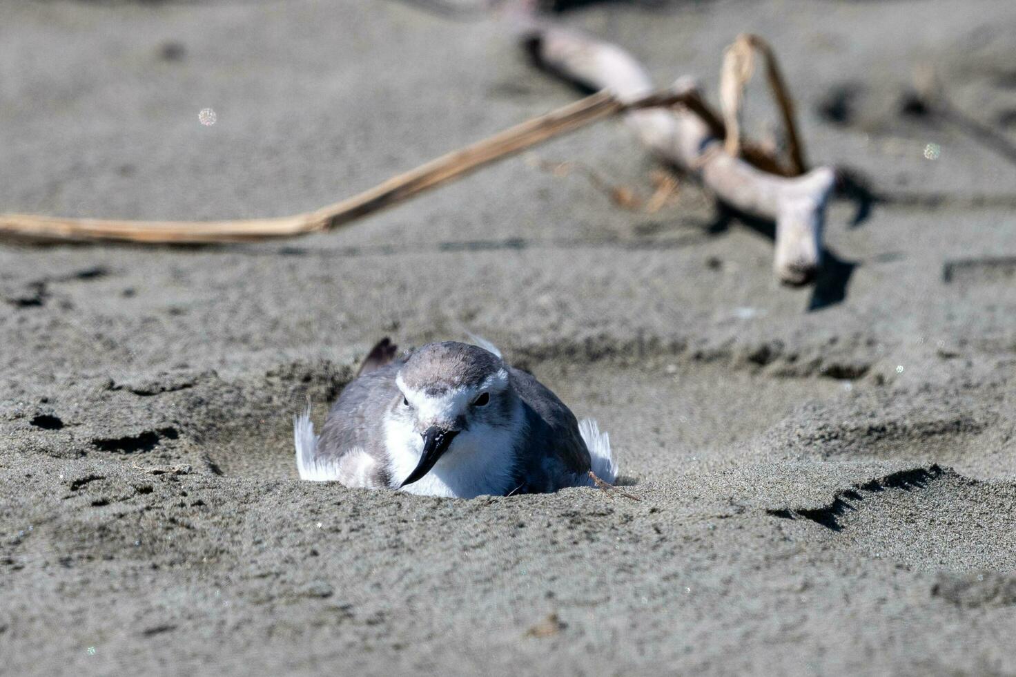 Wrybill Endemic to New Zealand photo