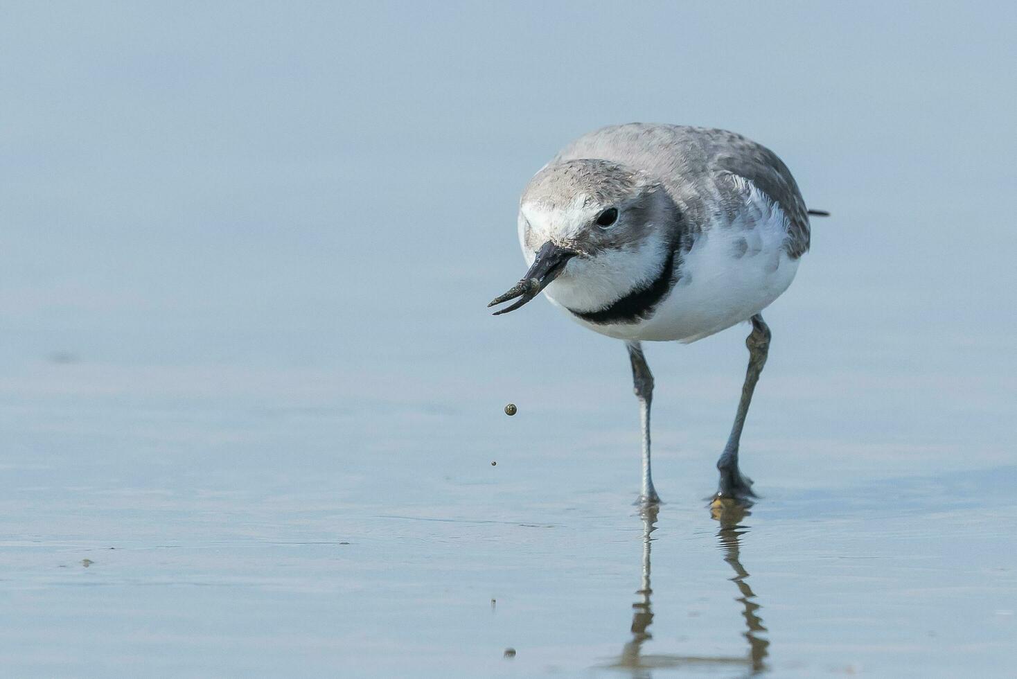 Wrybill Endemic to New Zealand photo