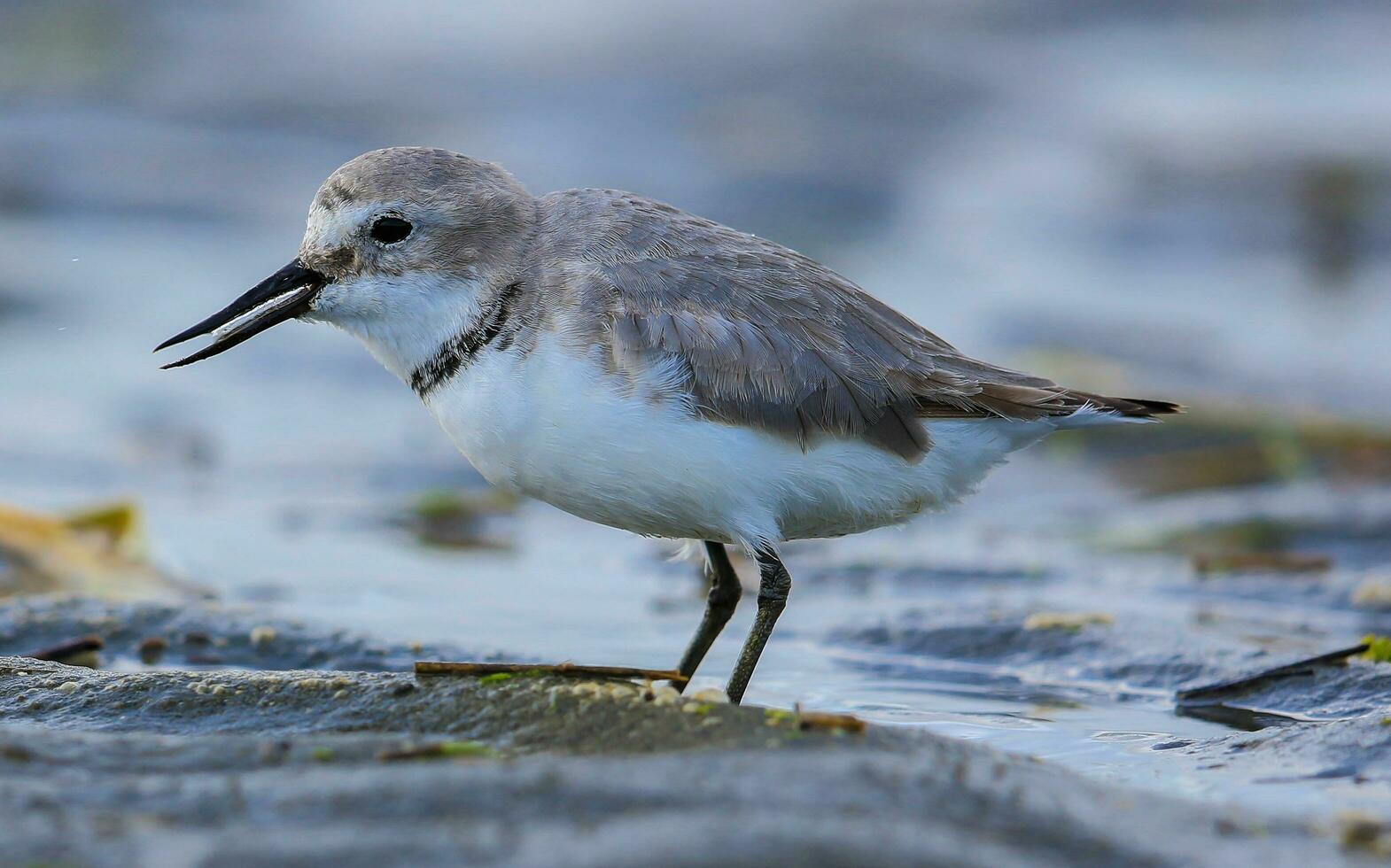 Wrybill Endemic to New Zealand photo