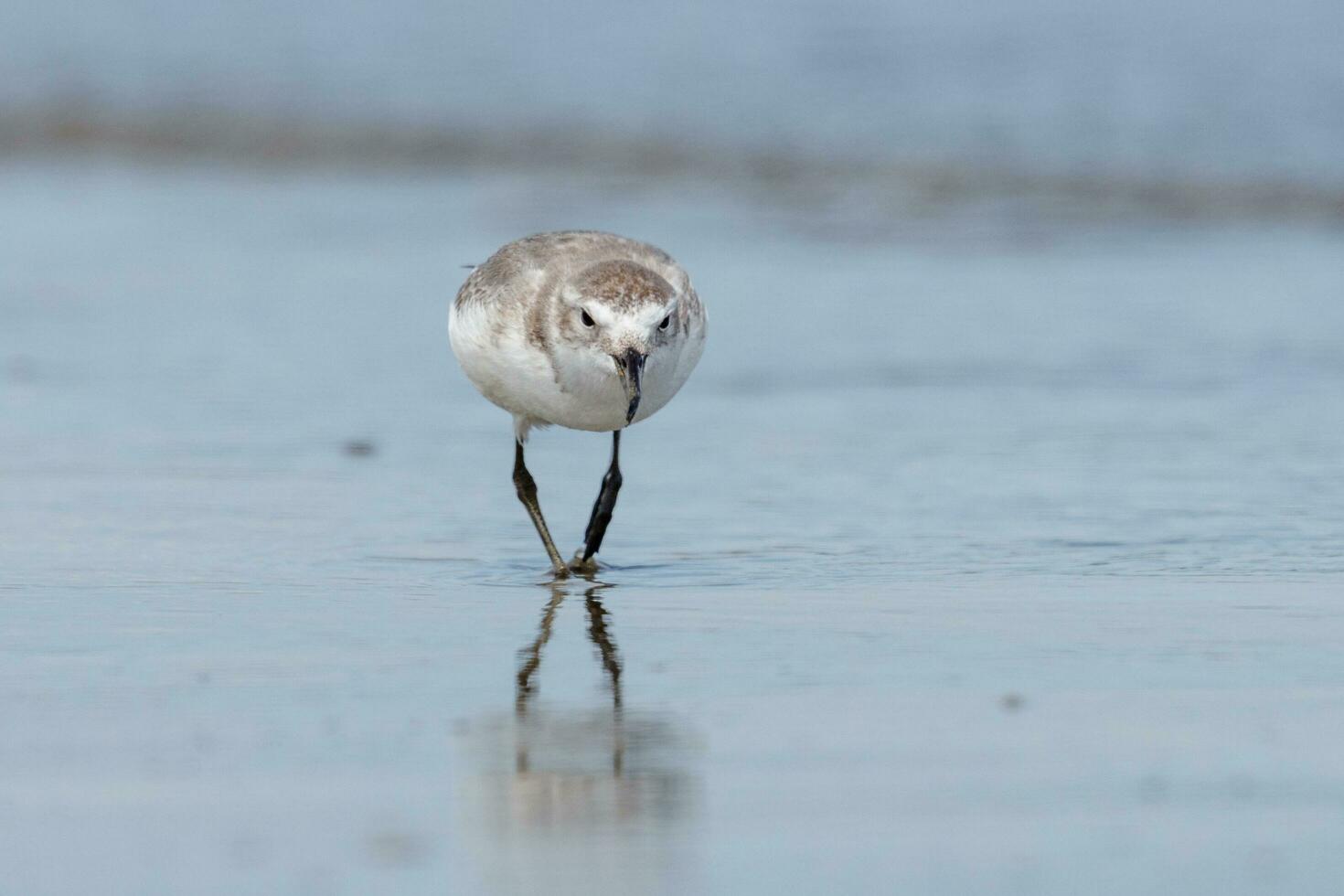 Wrybill Endemic to New Zealand photo