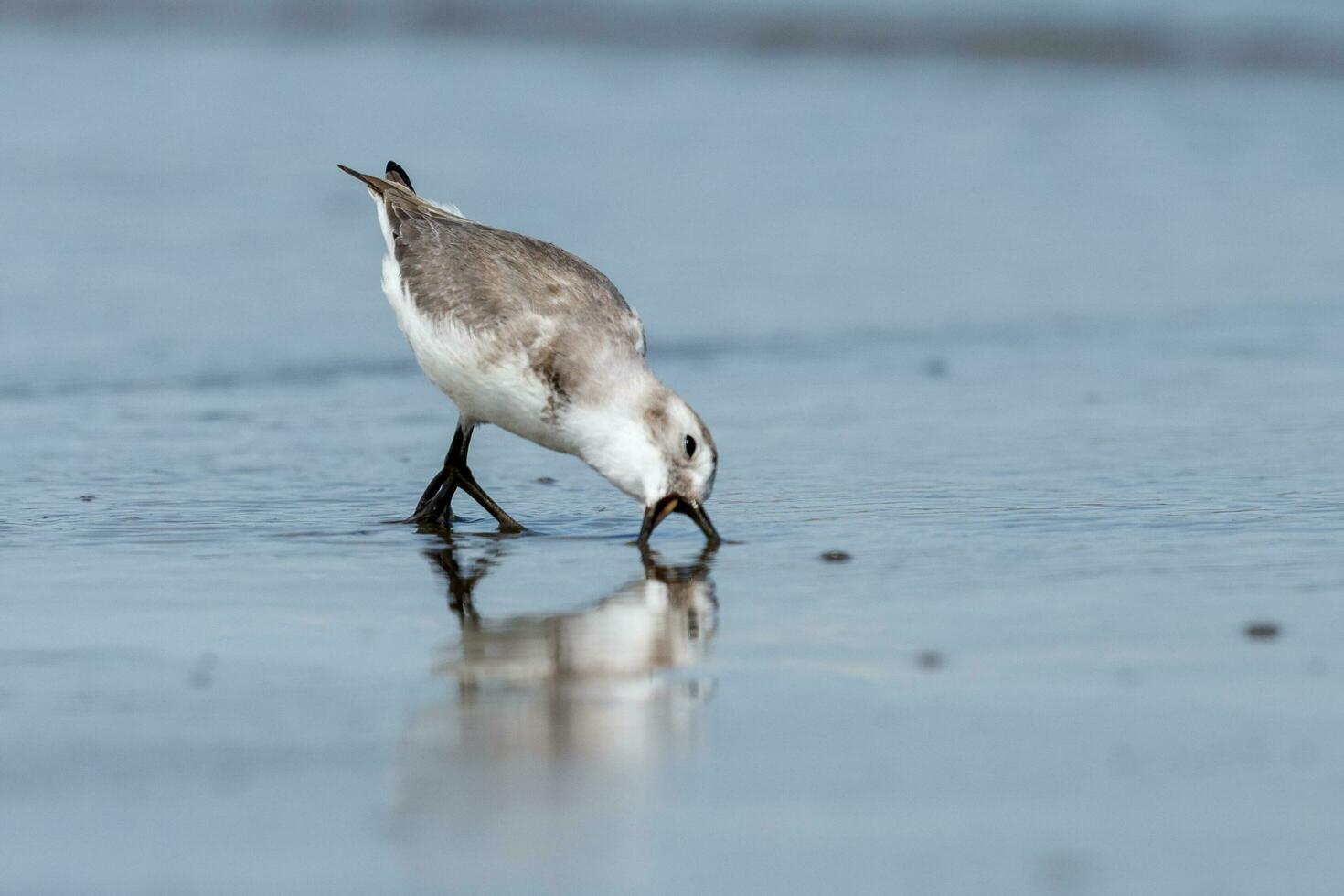Wrybill Endemic to New Zealand photo