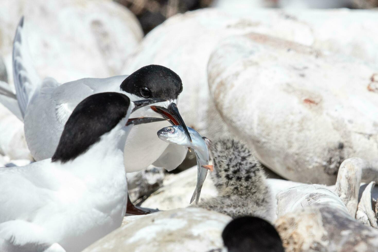White-fronted Tern in Australasia photo