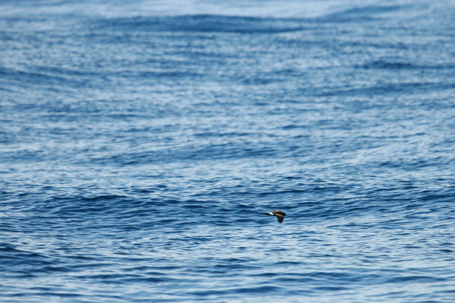 Wilson's Storm Petrel photo