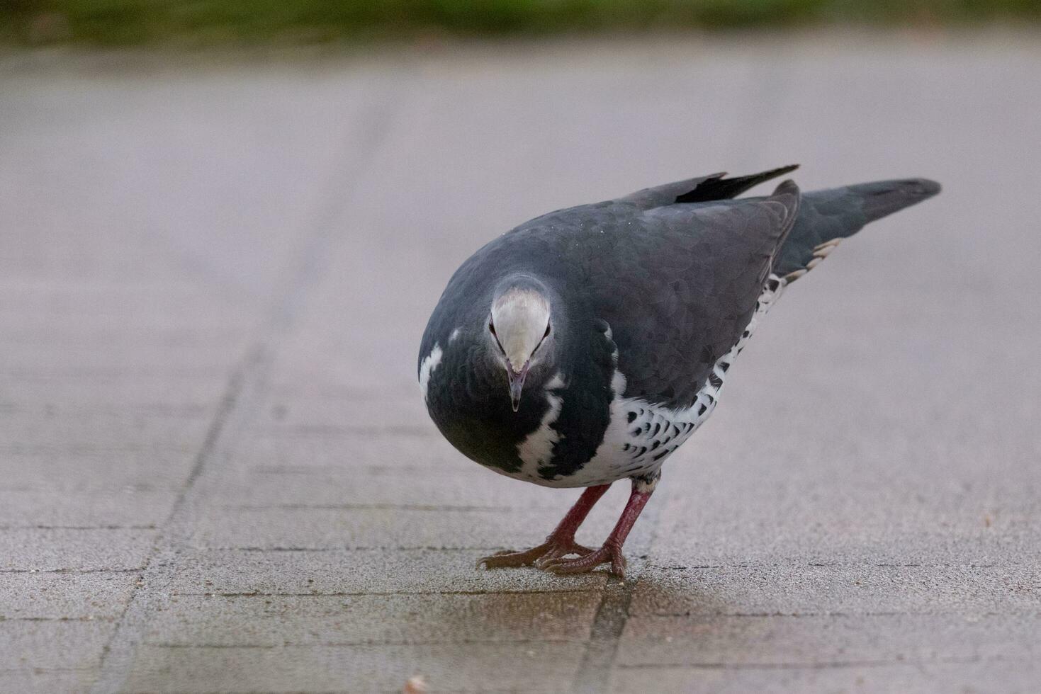 Wonga Pigeon in Australia photo
