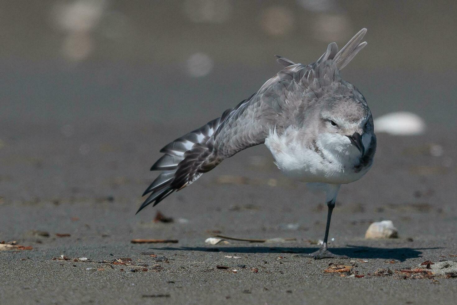 Wrybill Endemic to New Zealand photo
