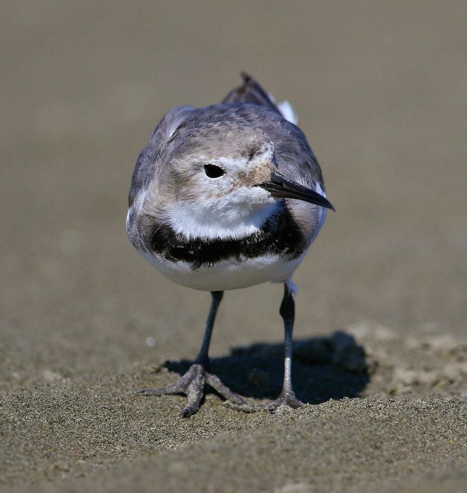 Wrybill Endemic to New Zealand photo