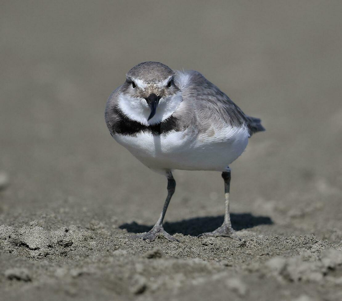 Wrybill Endemic to New Zealand photo