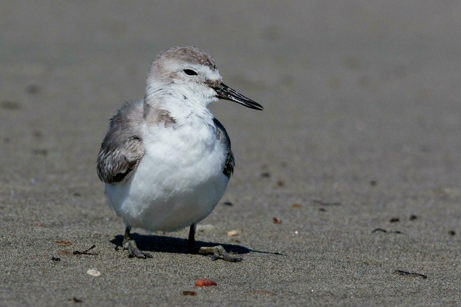 Wrybill Endemic to New Zealand photo