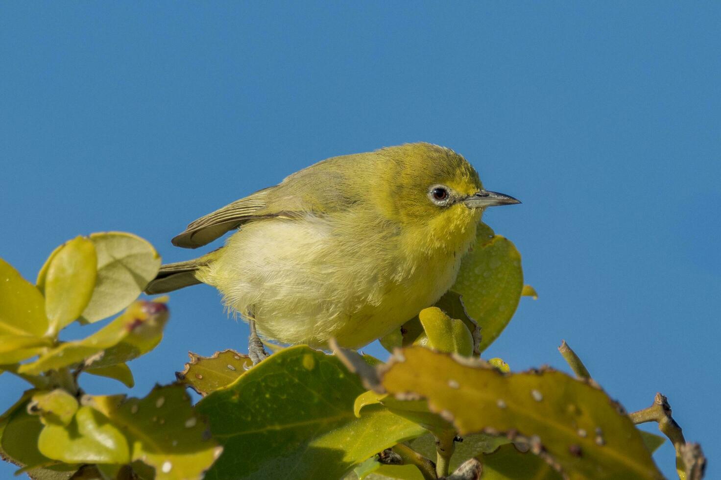 Yellow White-eye in Australia photo