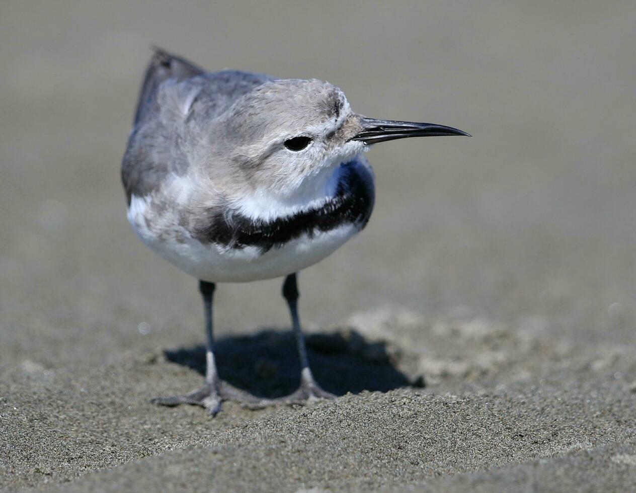 Wrybill Endemic to New Zealand photo