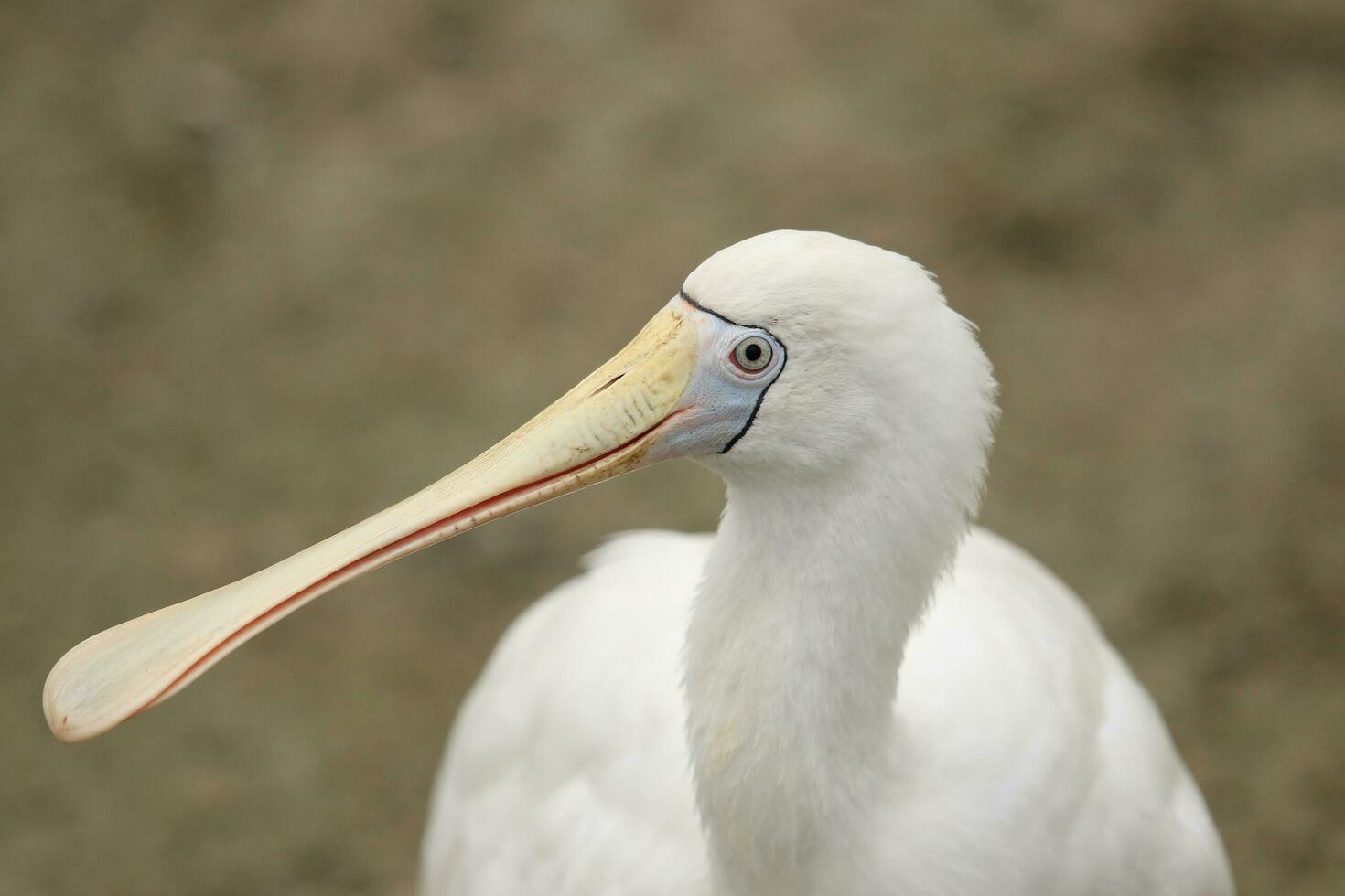 Yellow-billed Spoonbill in Australia photo