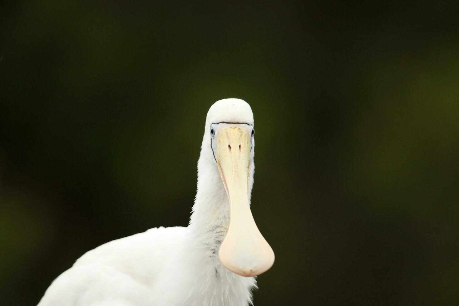 Yellow-billed Spoonbill in Australia photo