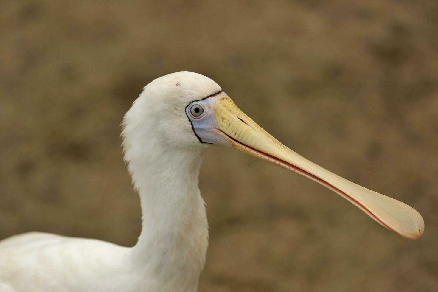 Yellow-billed Spoonbill in Australia photo