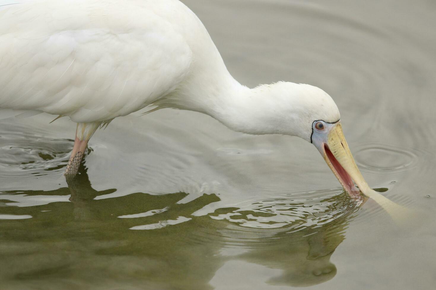 Yellow-billed Spoonbill in Australia photo