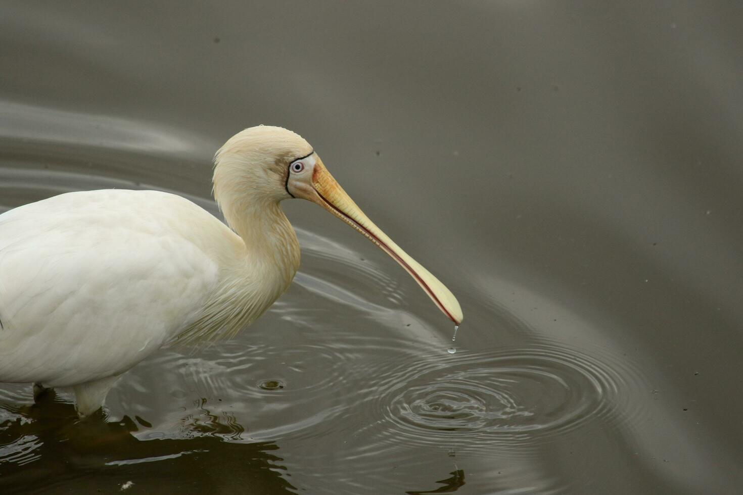 Yellow-billed Spoonbill in Australia photo