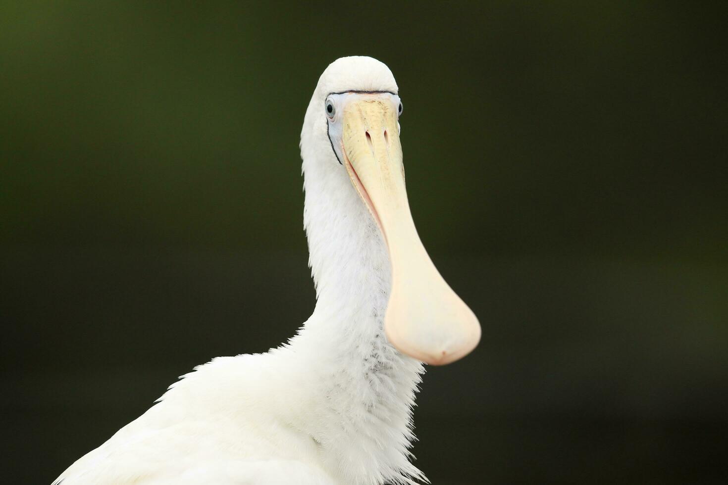 Yellow-billed Spoonbill in Australia photo