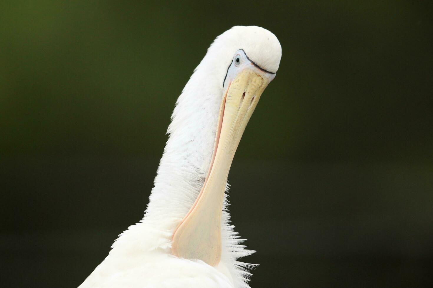 Yellow-billed Spoonbill in Australia photo