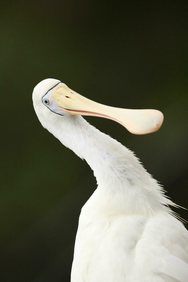 Yellow-billed Spoonbill in Australia photo