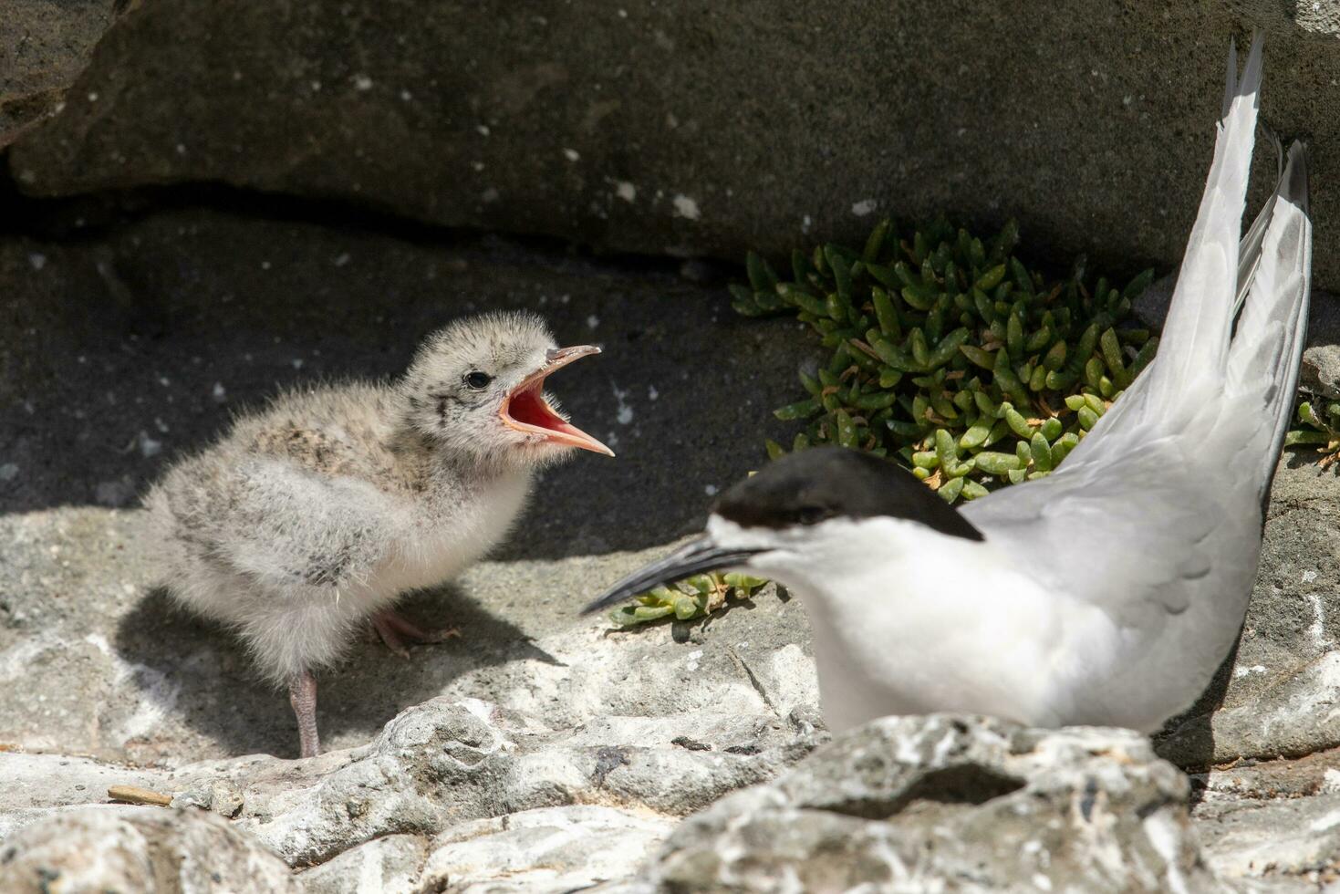 White-fronted Tern in Australia photo