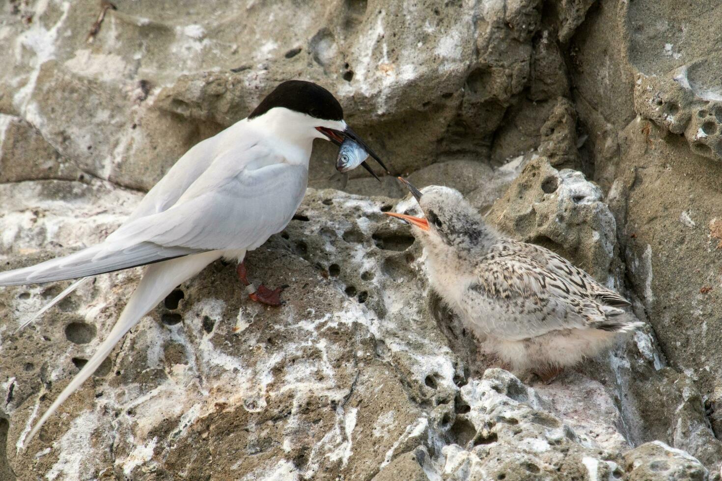 White-fronted Tern in Australia photo