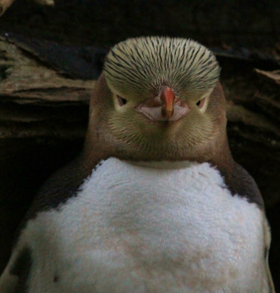 pingüino de ojos amarillos en nueva zelanda foto