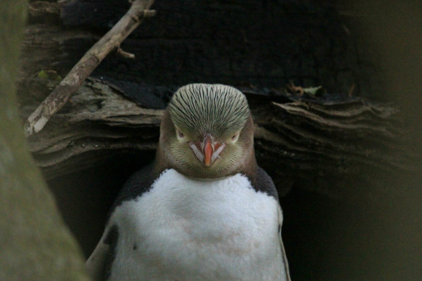 Yellow-eyed Penguin in New Zealand photo