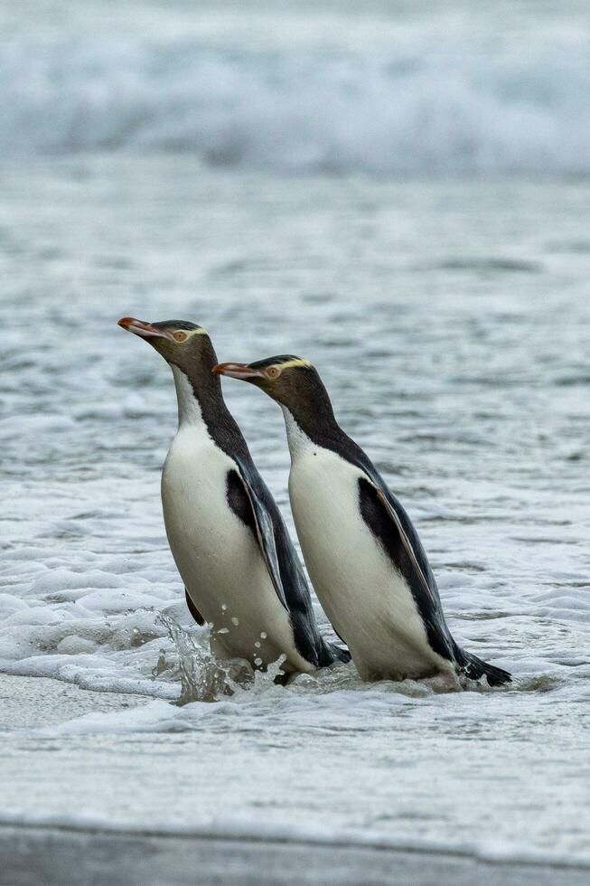 Yellow-eyed Penguin in New Zealand photo