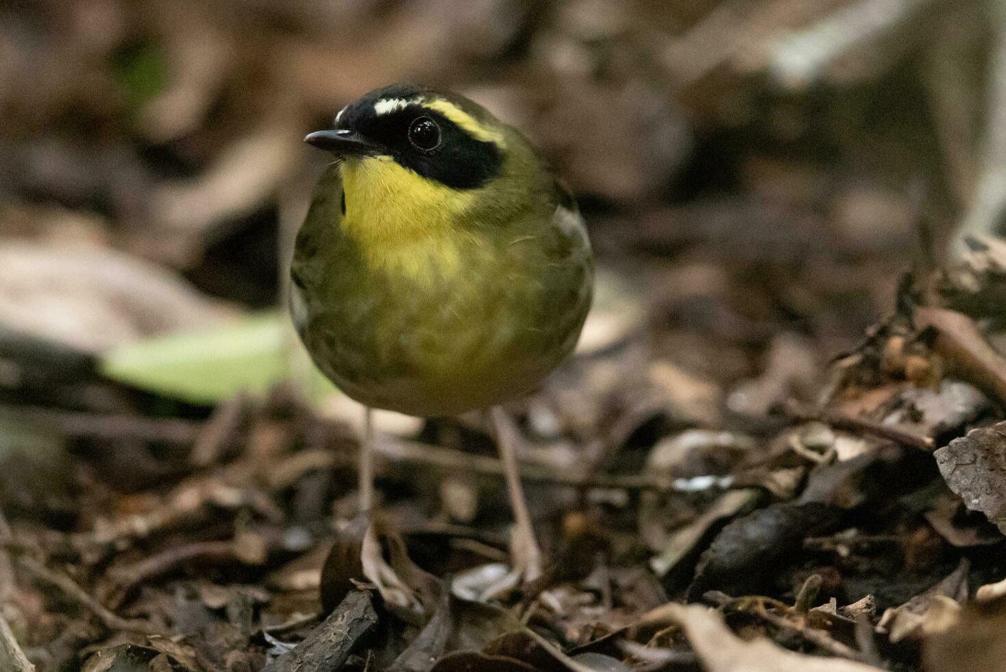 Yellow-throated Scrubwren in Australia photo