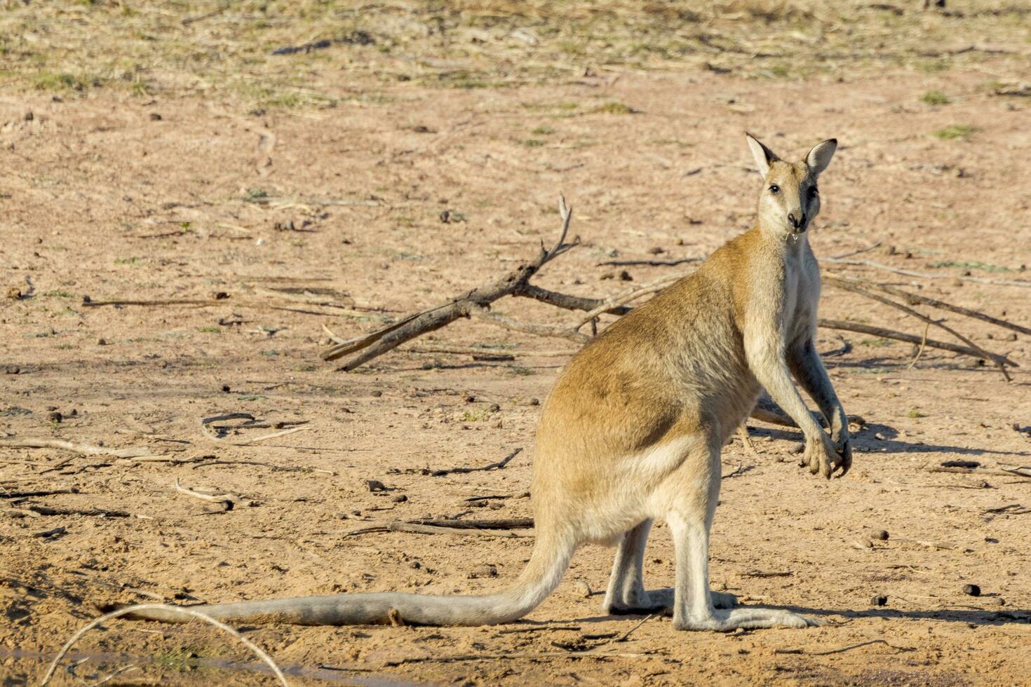 Agile Wallaby in Australia photo