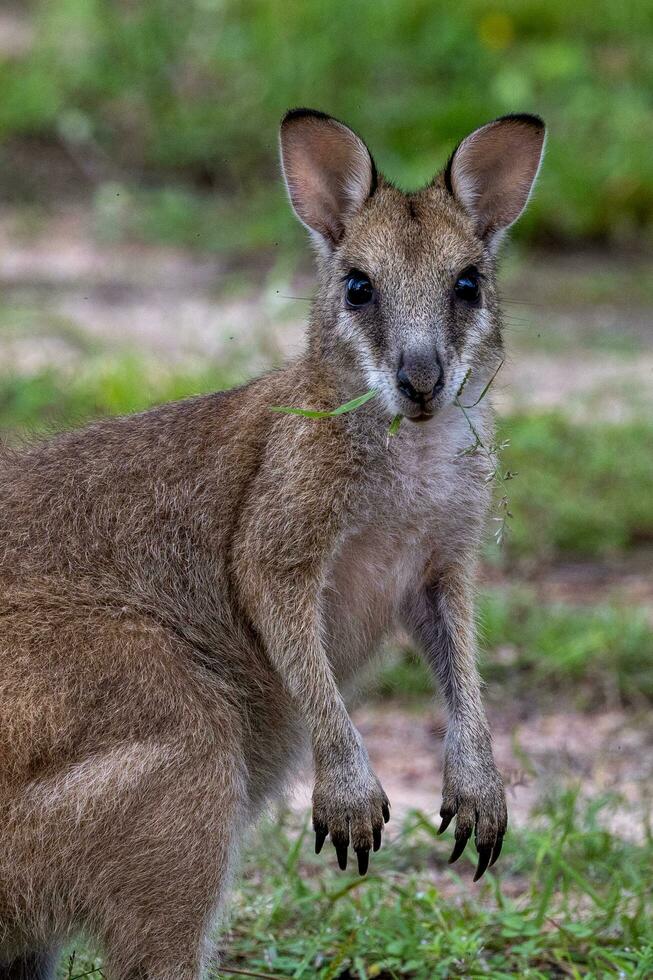 Agile Wallaby in Australia photo