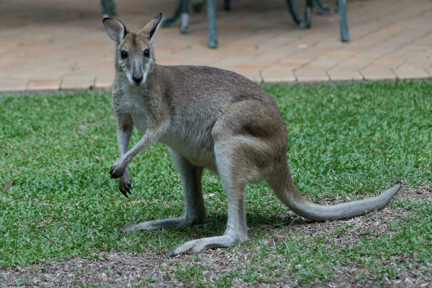 Agile Wallaby in Australia photo
