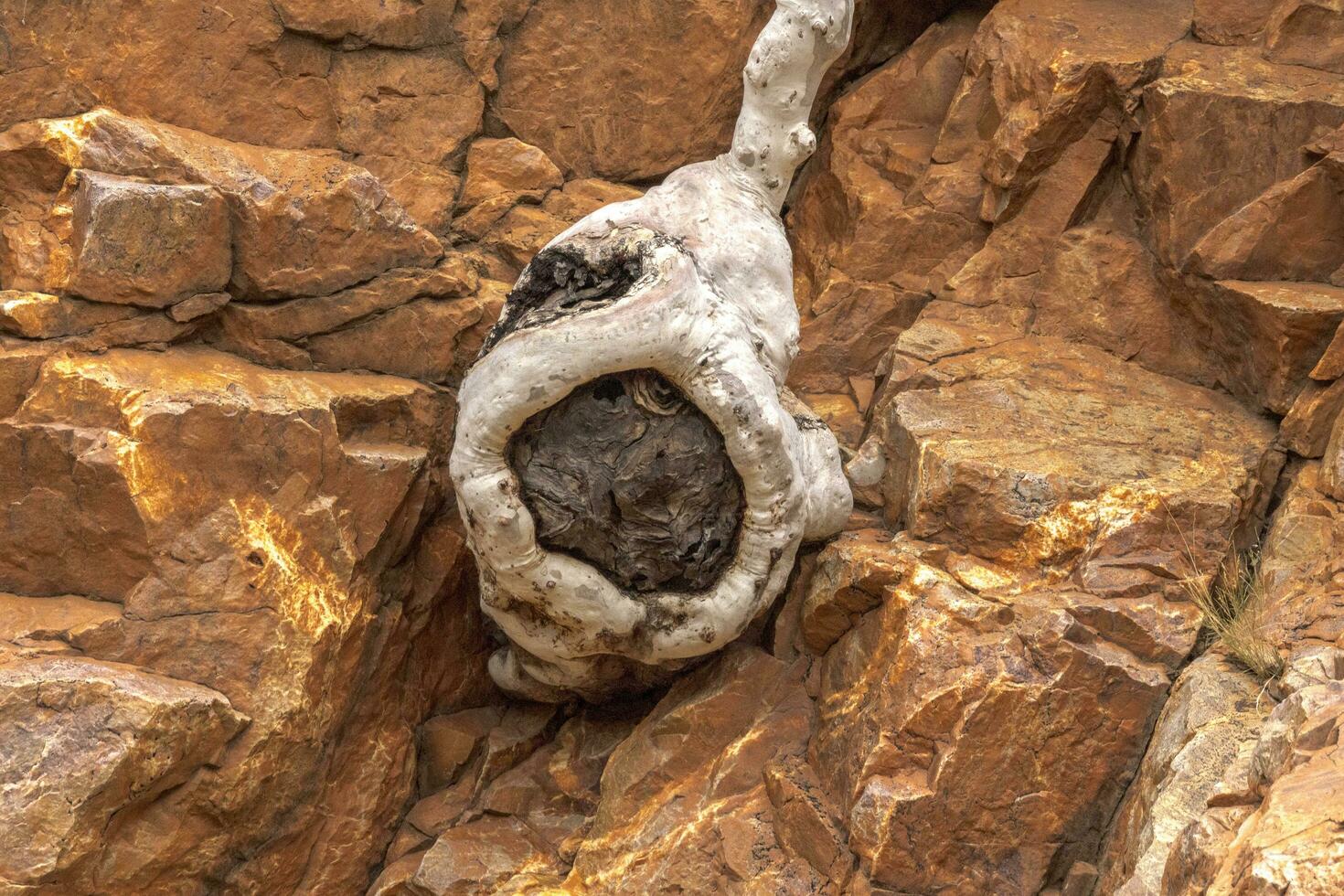 Tree Root on Cliff, Australia photo