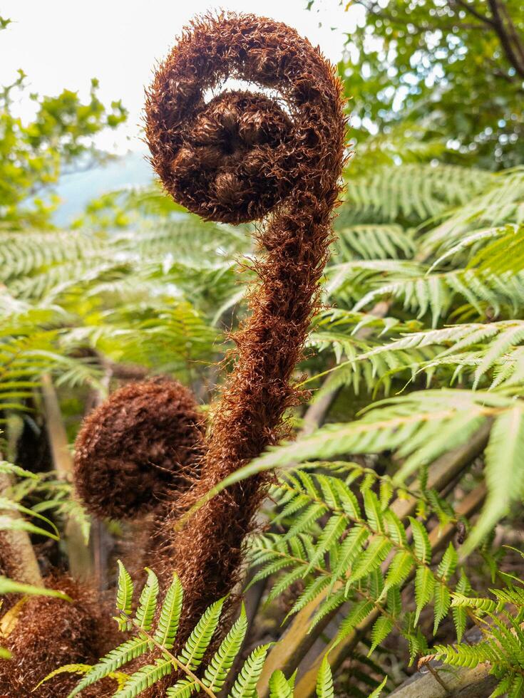 Black Tree Fern photo