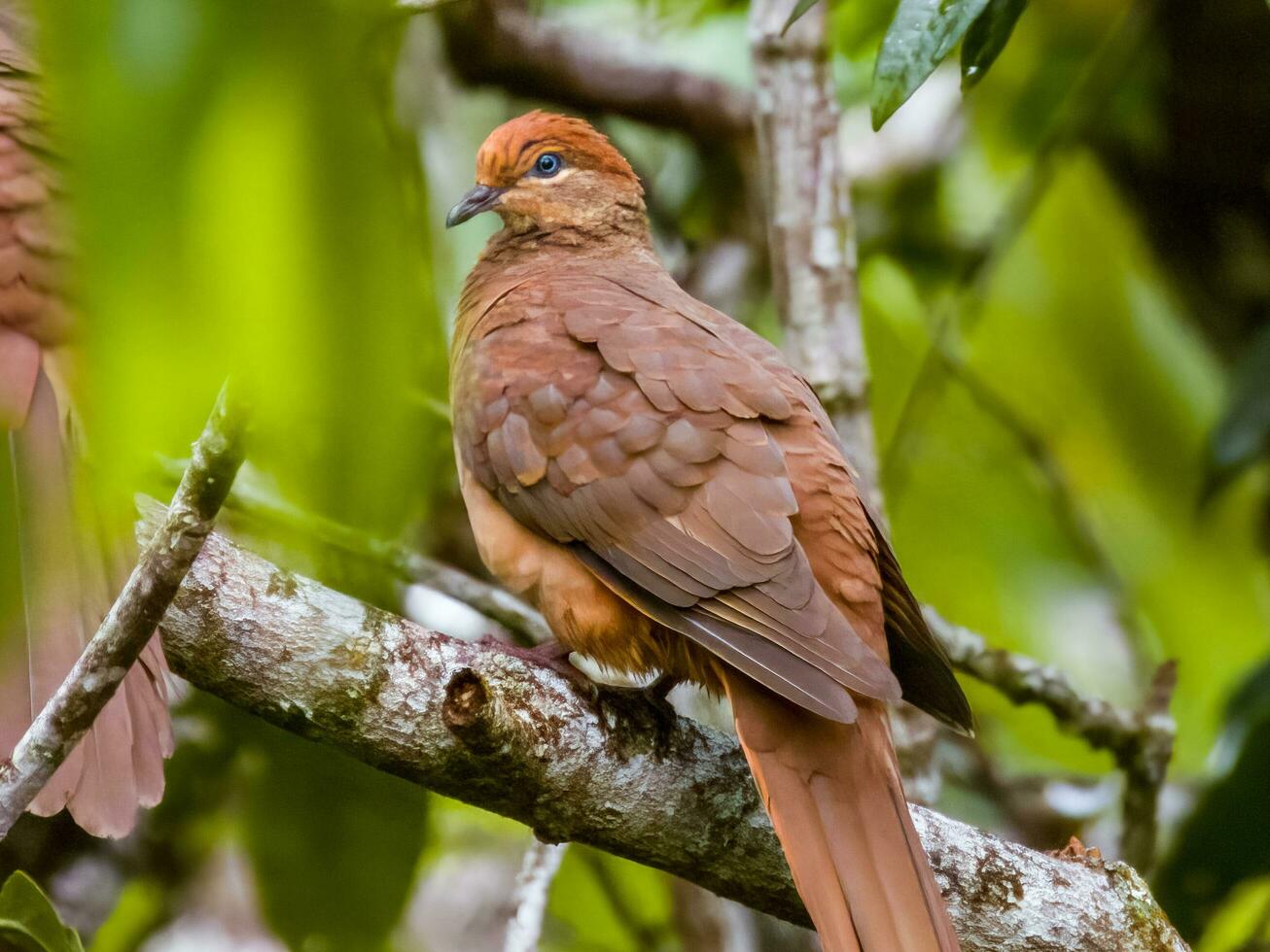 Brown Cuckoo Dove photo