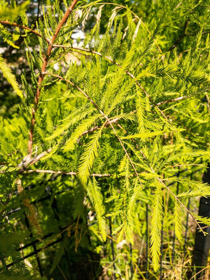 Bald Cypress Tree photo