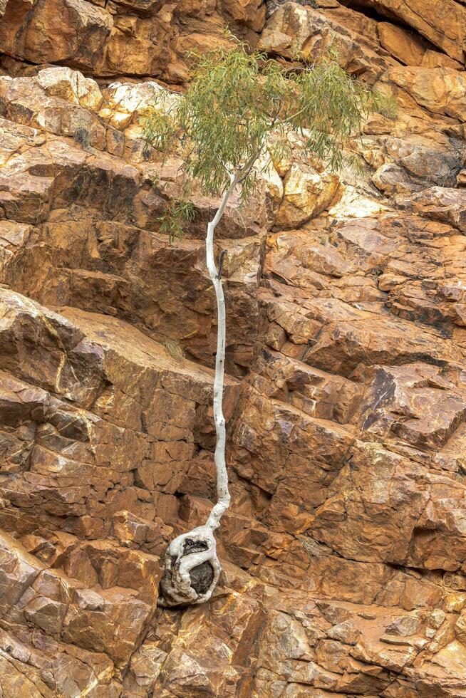 Tree Root on Cliff, Australia photo