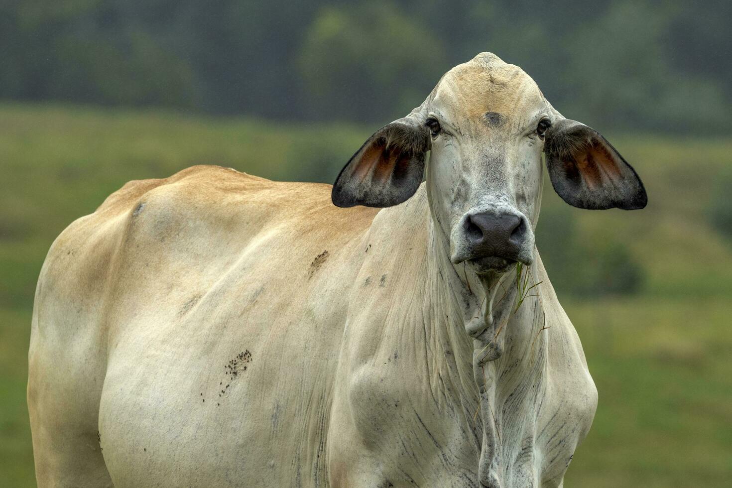 Brahman Cow in Australia photo