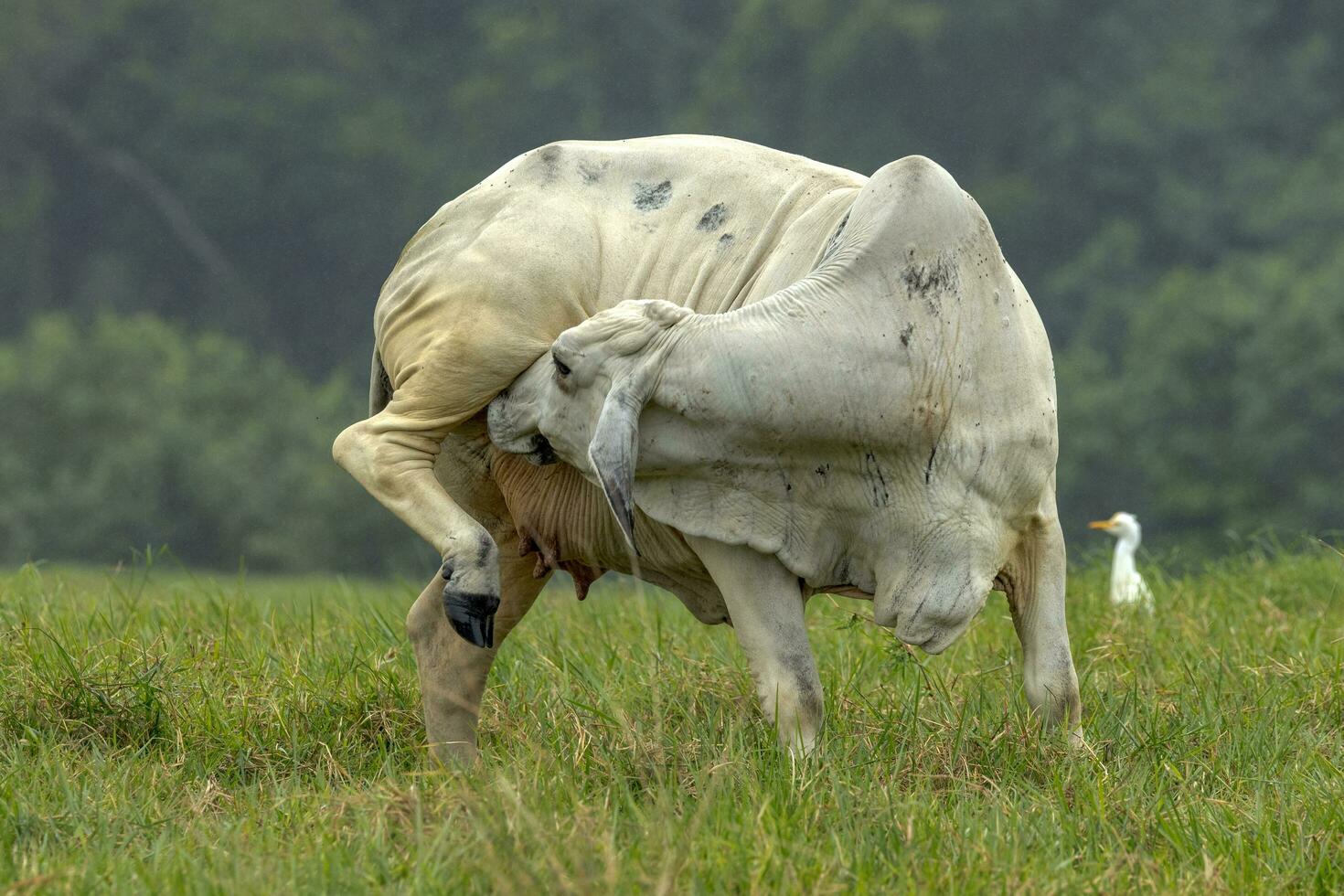 Brahman Cow in Australia photo