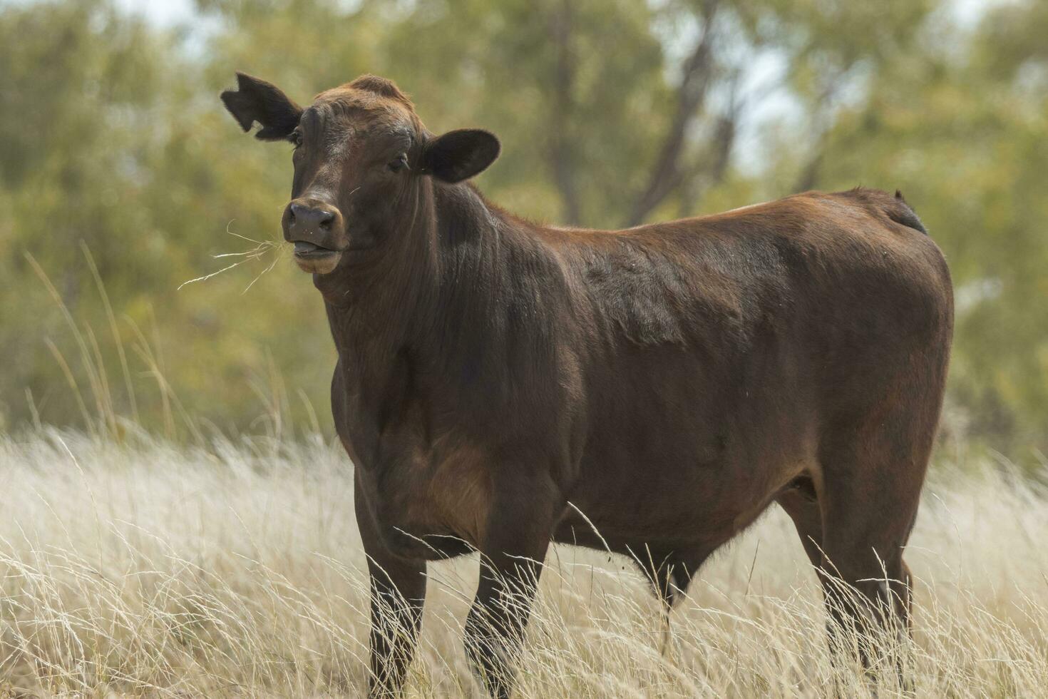 Brangus Cow in Australia photo