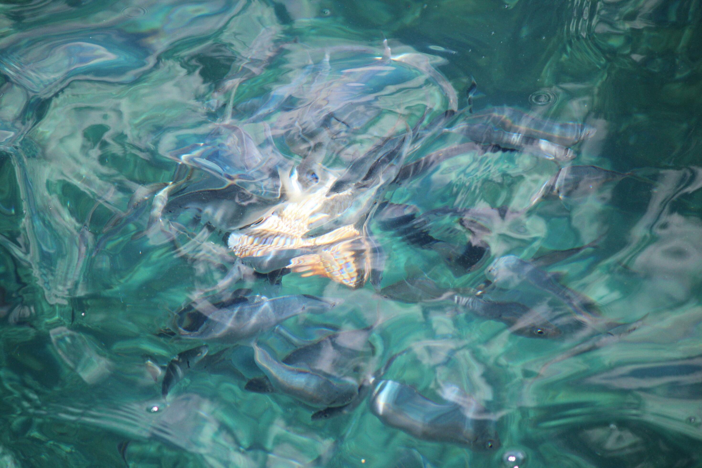 Bronze Whaler Shark 25931261 Stock Photo at Vecteezy 