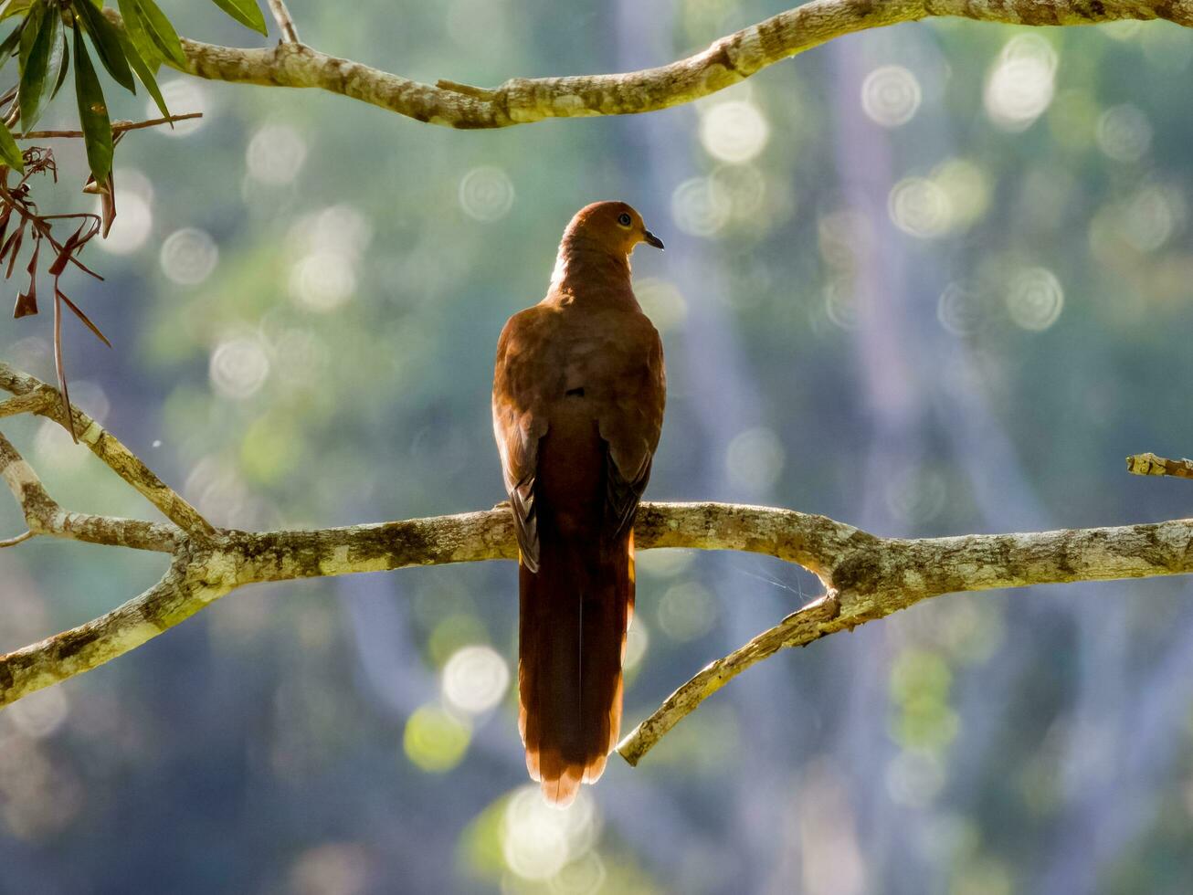 Brown Cuckoo Dove photo