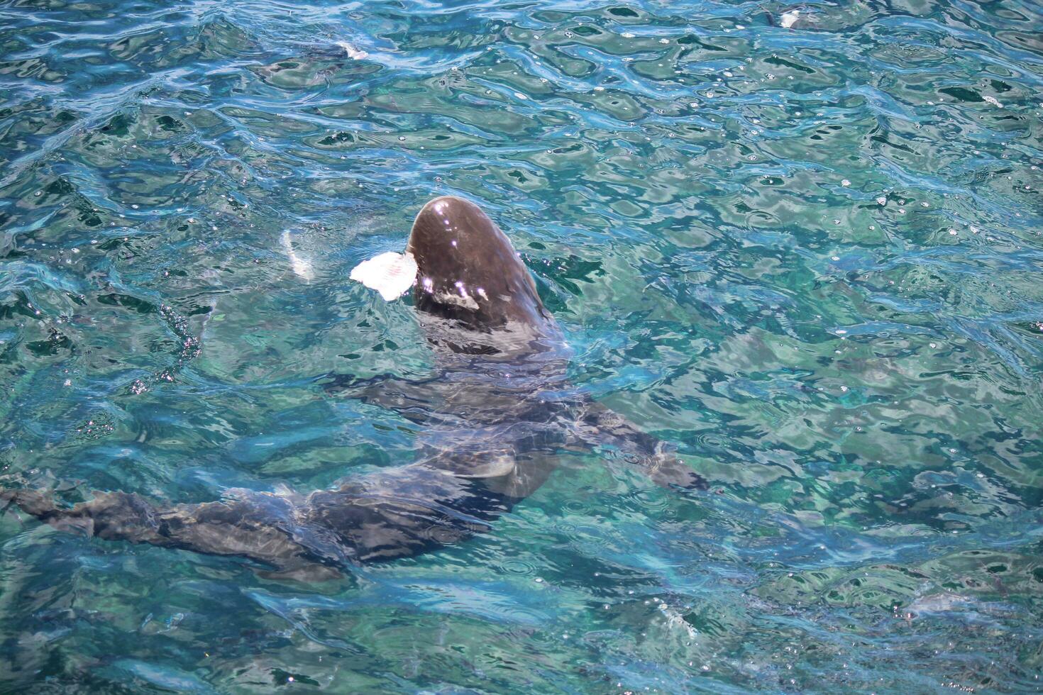 tiburón ballenero de bronce foto