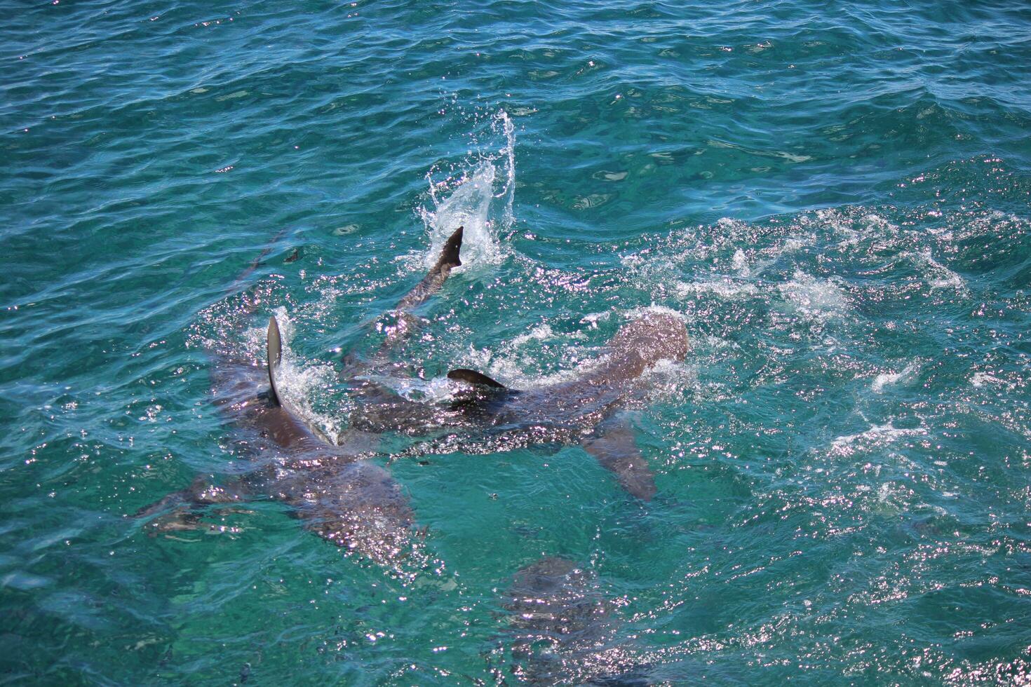 Bronze Whaler Shark photo