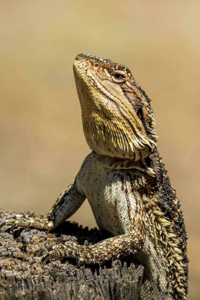 Central Bearded Dragon in Australia photo