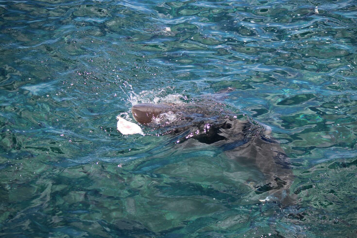 Bronze Whaler Shark photo