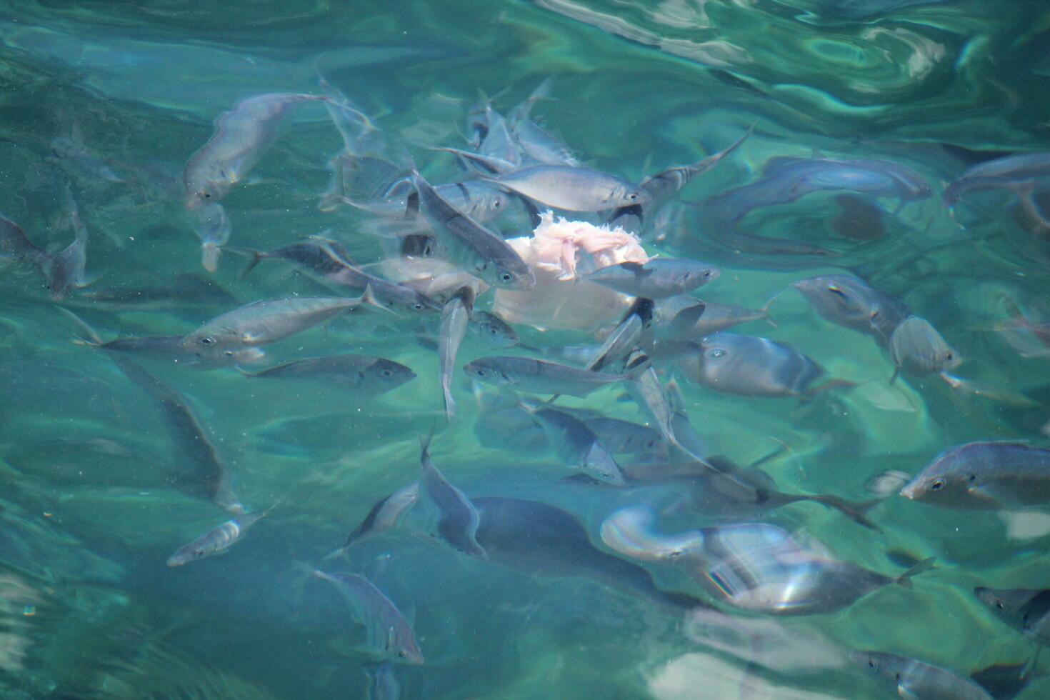 Bronze Whaler Shark photo