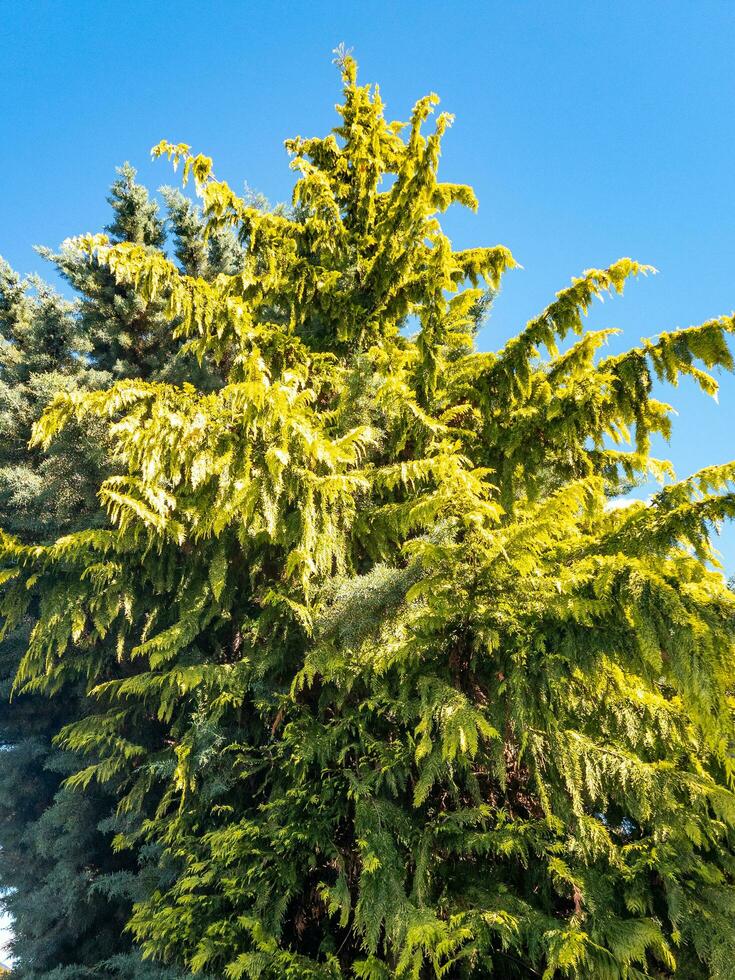 Alaska Cypress Tree 25931294 Stock Photo at Vecteezy